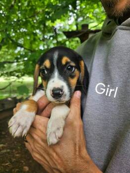 CORA -  Beagle and Australian Cattle Dog Blue Heeler Dog for Adoption in Newaygo, Michigan - CORA | PetCurious