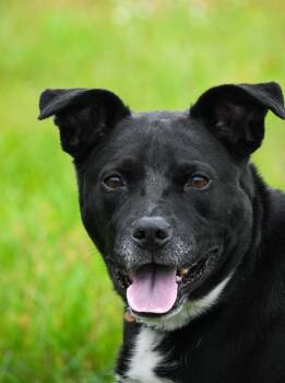 Jake -  Labrador Retriever and Mixed Breed Dog for Adoption in Lagrange, Indiana - Jake | PetCurious
