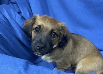 Bailey -  Shih Tzu and Pug Dog for Adoption in Decorah, Iowa - Bailey | PetCurious