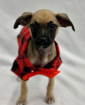 Pool: Lifeguard -  Chihuahua and Italian Greyhound Dog for Adoption in Palo Alto, California - Pool: Lifeguard | PetCurious