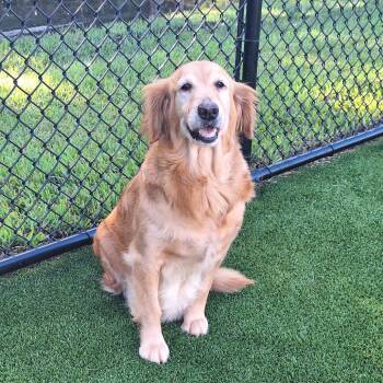 Lemon Drop 5157 -  Golden Retriever Dog for Adoption in Loxahatchee Groves, Florida - Lemon Drop 5157 | PetCurious