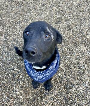 Lazarus -  Black Labrador Retriever Dog for Adoption in Lacon, Illinois - Lazarus | PetCurious