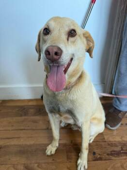 Labrador Retriever and Mixed Breed Dogs Available for Adoption in Fayetteville, Tennessee - Mick | PetCurious