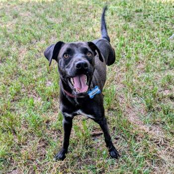 Jingles -  Labrador Retriever Dog for Adoption in Wake Forest, North Carolina - Jingles | PetCurious