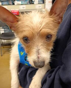 Jack Russell Terrier Dogs Available for Adoption in Tulsa, Oklahoma - Max – Scruffy Little Sidekick | PetCurious