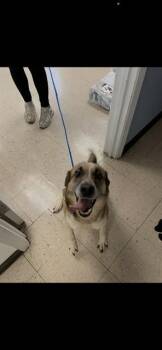 German Shepherd Dog and Mixed Breed Dogs Available for Adoption in Killeen, Texas - CINNAMON | PetCurious