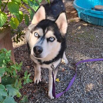 Harlow -  Husky Dog for Adoption in Fairport, New York - Harlow | PetCurious