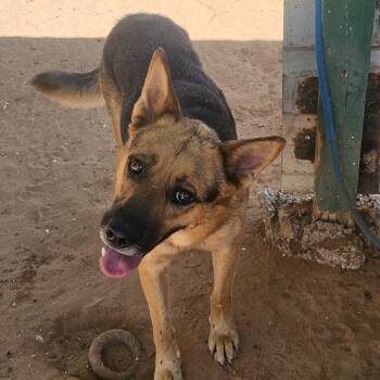 Rescue German Shepherd Dog Dogs for Adoption in Midland, Texas - Bobby | PetCurious
