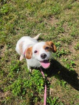 Christine -  Terrier and Mixed Breed Dog for Adoption in Bloomsburg, Pennsylvania - Christine | PetCurious