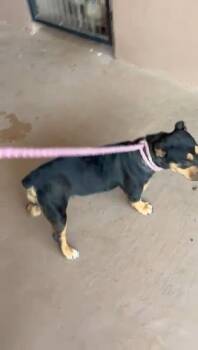 Rescue American Bulldog and French Bulldog Dogs for Adoption in Westmoreland, Kansas - Merci | PetCurious