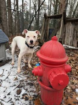 Mixed Breed Dogs Available for Adoption in West Chester, Pennsylvania - Lotto | PetCurious