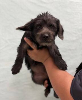 Emerald Jade -  Dachshund and Terrier Dog for Adoption in Bloomfield, Connecticut - Emerald Jade | PetCurious