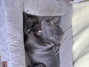 American Staffordshire Terrier and Great Dane Dogs Available for Adoption - Fritz | PetCurious