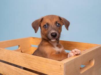 End: Peach -  Beagle and Jack Russell Terrier Dog for Adoption in Palo Alto, California - End: Peach | PetCurious