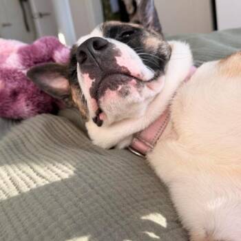 Australian Cattle Dog Blue Heeler and Mixed Breed Dogs Available for Adoption in Chester, Maryland - Mystic | PetCurious