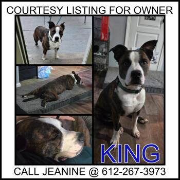 Rescue American Staffordshire Terrier Dogs for Adoption in Valley City, North Dakota - King - COURTESY LISTING FOR OWNER | PetCurious
