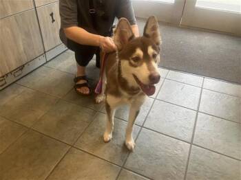 Alaskan Malamute Dogs Available for Adoption in San Antonio, Texas - SPEEDWAY | PetCurious