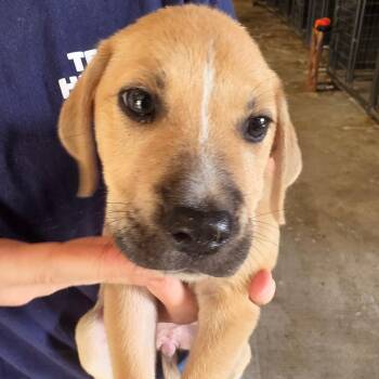 Sabrina -  Mixed Breed Dog for Adoption in Leander, Texas - Sabrina | PetCurious