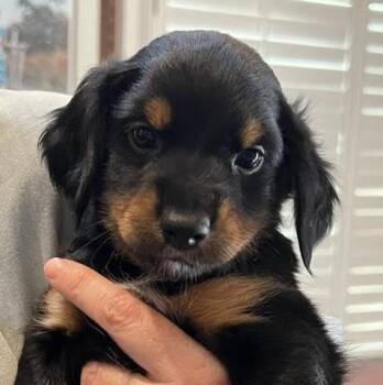 Somoa -  Dachshund Dog for Adoption in Cumming, Georgia - Somoa | PetCurious