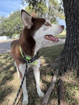Malina -  Siberian Husky Dog for Adoption in Austin, Texas - Malina | PetCurious
