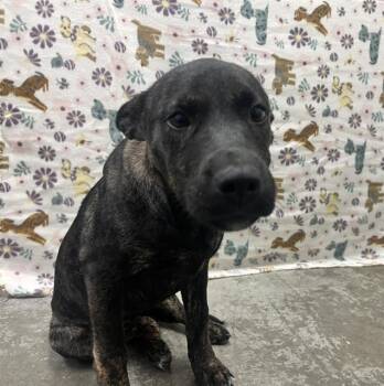 Dutch Shepherd and Mixed Breed Dogs Available for Adoption - JASMINE | PetCurious