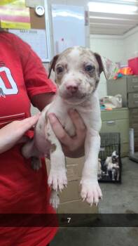 Nemo -  Pit Bull Terrier Dog Available for Adoption in Swainsboro, Georgia - Nemo | PetCurious