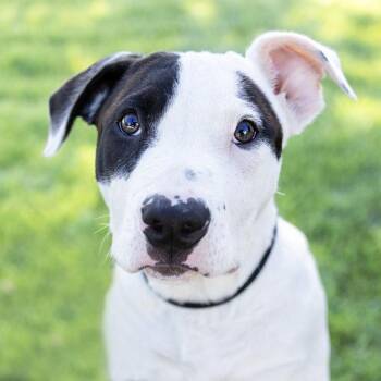 Bull Terrier Dogs Available for Adoption in Oakland, California - Roso | PetCurious