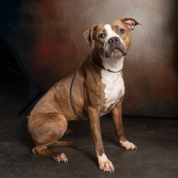 Mixed Breed Dogs Available for Adoption - Brindolyn | PetCurious