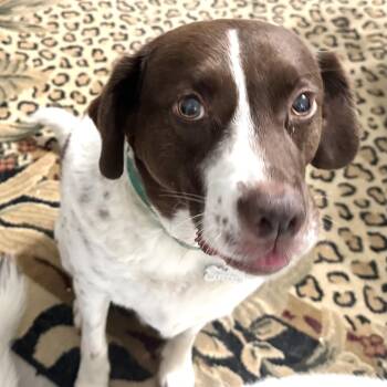 Spencer -s -  Beagle and German Shorthaired Pointer Dog for Adoption in Sequatchie, Tennessee - Spencer -s | PetCurious
