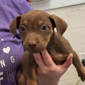Milky Way -  Pit Bull Terrier and Mixed Breed Dog Available for Adoption in Kansas City, Missouri - Milky Way | PetCurious