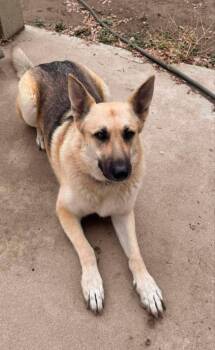 Rescue Pumi Dogs for Adoption in Santa Clarita, California - Sassy | PetCurious