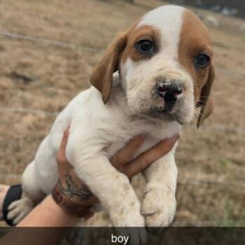 Basset Hound and Mixed Breed Dogs Available for Adoption - Jack | PetCurious