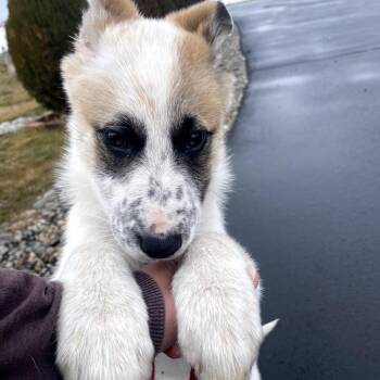 Cattle Dog Dogs Available for Adoption - Maple | PetCurious