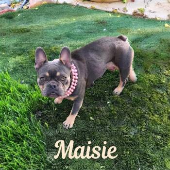 Maise -  French Bulldog Dog for Adoption in Las Vegas, Nevada - Maise | PetCurious