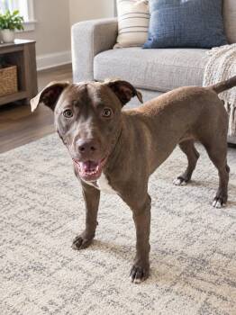 Luna -  Labrador Retriever and Pit Bull Terrier Dog for Adoption in Fort Worth, Texas - Luna | PetCurious