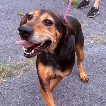 Willie -  Treeing Walker Coonhound Dog for Adoption in Washington, District Of Columbia - Willie | PetCurious