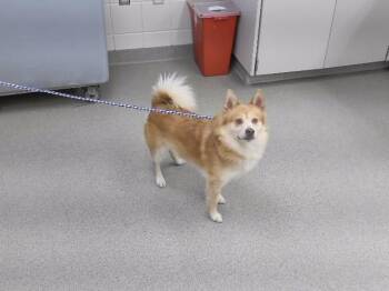 ACHILLES -  Pomeranian and Mixed Breed Dog for Adoption in Omaha, Nebraska - ACHILLES | PetCurious
