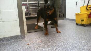 A1265826 -  Rottweiler Dog for Adoption in Charlotte, North Carolina - A1265826 | PetCurious