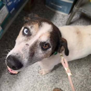 Lynch -  Mixed Breed and None Dog for Adoption in Fredericksburg, Virginia - Lynch | PetCurious
