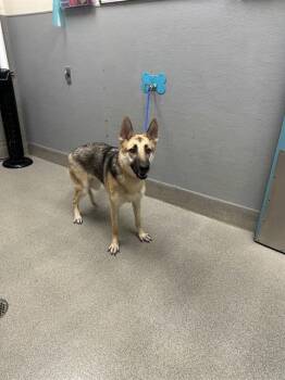 SAGA -  German Shepherd Dog Dog for Adoption in Las Vegas, Nevada - SAGA | PetCurious