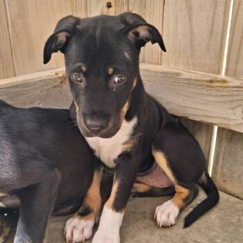 Liz -  Mixed Breed and Labrador Retriever Dog for Adoption in Freeport, Florida - Liz | PetCurious