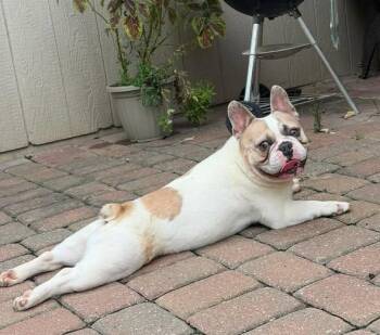 winston -  French Bulldog Dog for Adoption in Smithville, Missouri - Winston | PetCurious