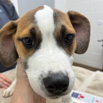 Chicken -  Hound and Mixed Breed Dog Available for Adoption in Corpus Christi, Texas - Chicken | PetCurious