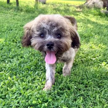 Milo -  Shih Poo Dog for Adoption in Richmond, Virginia - Milo | PetCurious