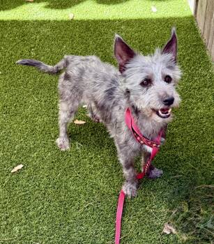 Rescue Cairn Terrier and Miniature Schnauzer Dogs for Adoption in Mission Viejo, California - Tyler | PetCurious