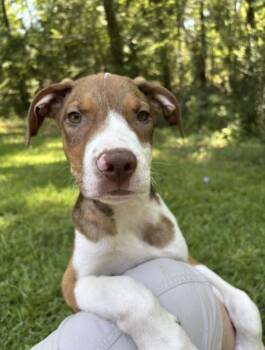 Hitch -  Australian Shepherd and Australian Cattle Dog Blue Heeler Dog for Adoption in Watertown, Connecticut - Hitch | PetCurious