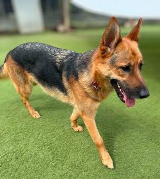 Sheba -  German Shepherd Dog and Belgian Shepherd Malinois Dog for Adoption in Ramona, California - Sheba | PetCurious