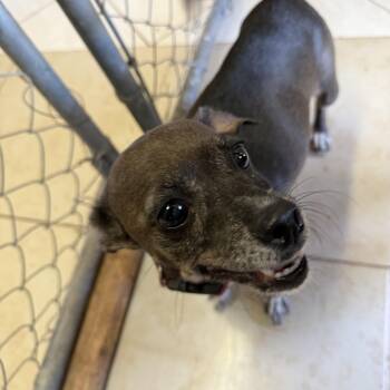 Candy -  Chihuahua Dog for Adoption in Deming, New Mexico - Candy | PetCurious