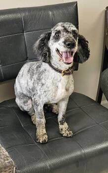 Miniature Poodle Dogs Available for Adoption in Westwood, New Jersey - Reggie | PetCurious