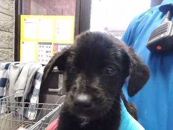 Pit Bull Terrier Dogs Available for Adoption in Tulsa, Oklahoma - RUST BUCKET | PetCurious